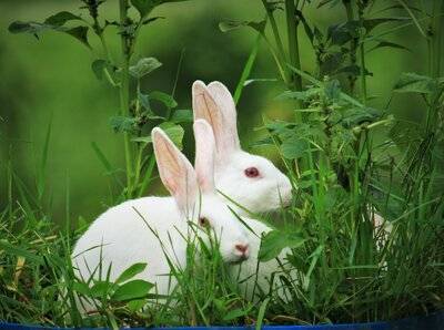 Animal testing - Beauty industry and its impact on animals