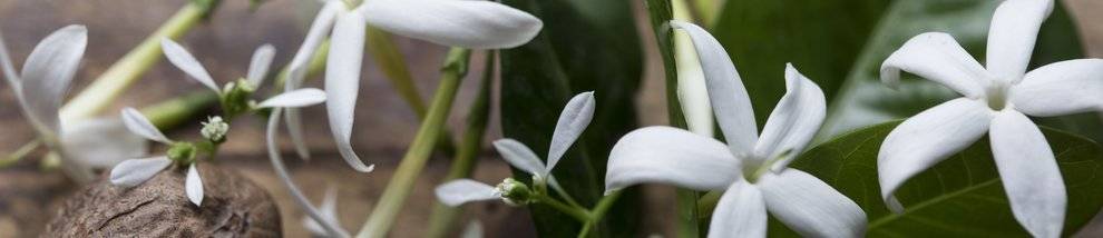ESSENCE: JASMINE
