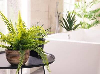 How indoor plants can change your mood