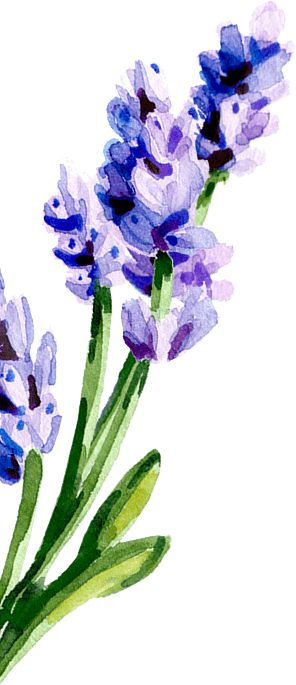 Watercolor painting of lavender flowers
