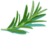 Rosemary Essential Oil