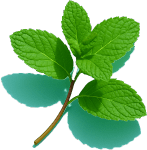 Peppermint Essential Oil
