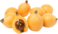 Loquat